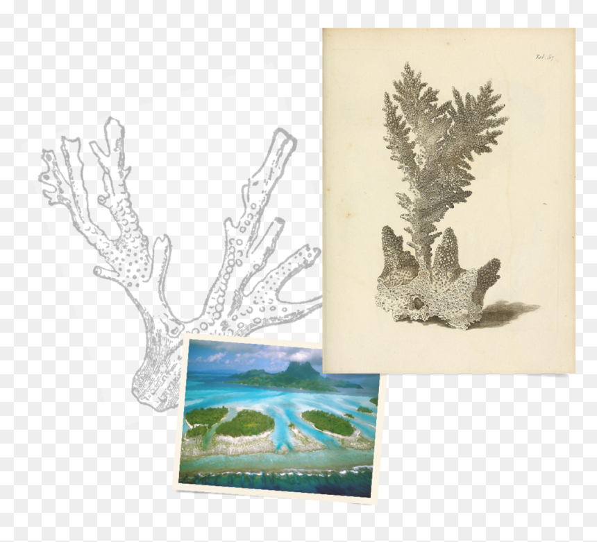 Coral Reef Png, Transparent Png - coral reef png