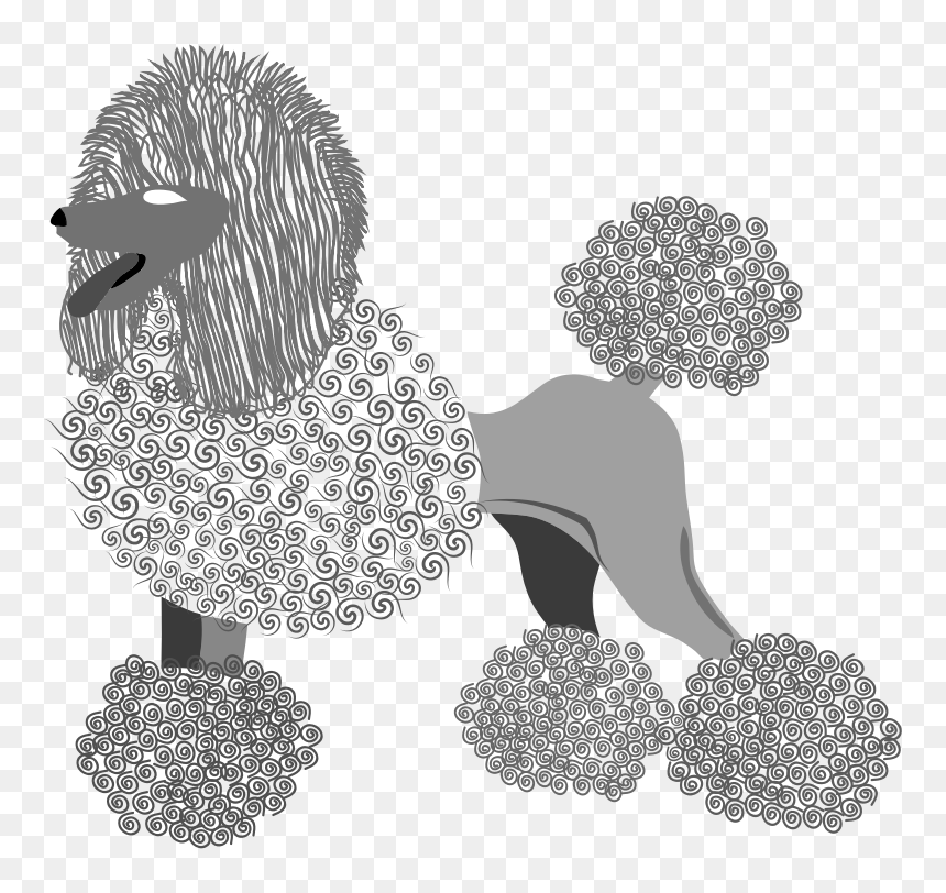 This Png File Is About Vector , French Poodle , Breed - Drawing, Transparent Png - poodle png