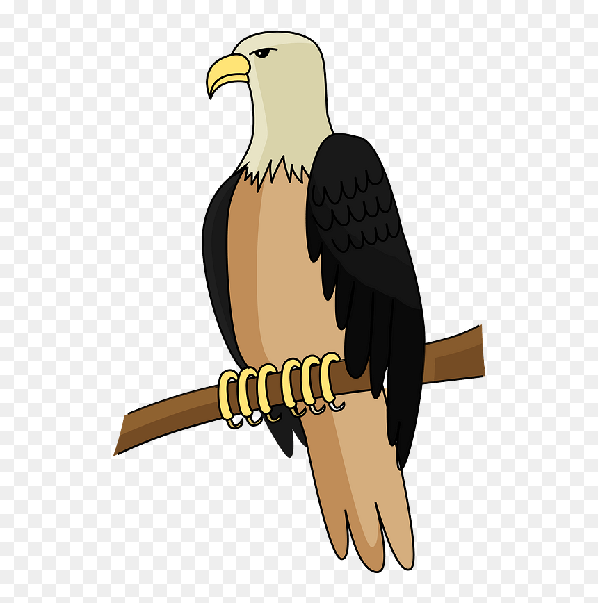Bald Eagle Clipart - Bald Eagle, HD Png Download - eagle clipart png
