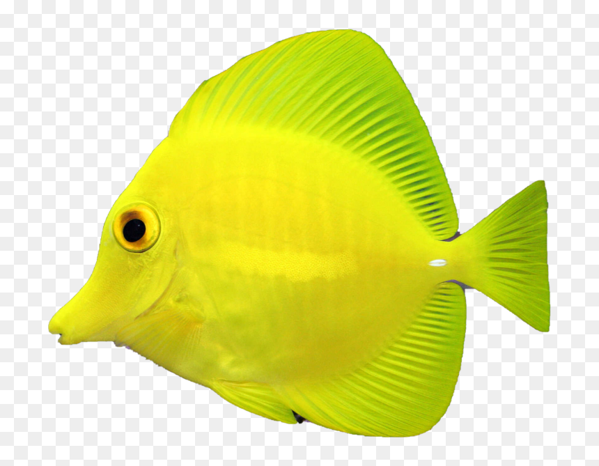 Coral Reef Fish Clipart , Png Download - Pomacentridae, Transparent Png - coral reef png