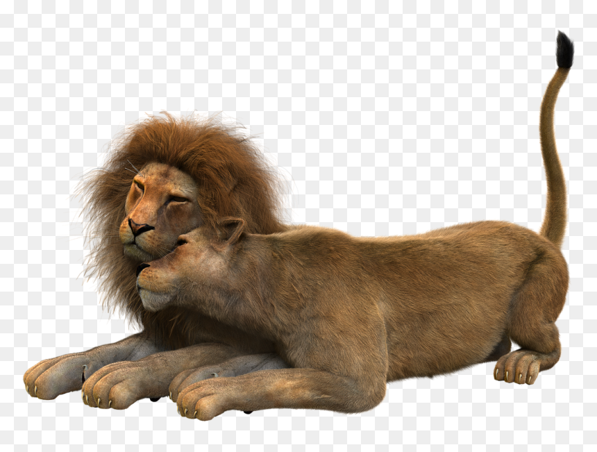 Pareja De Leon En Png, Transparent Png - lions png