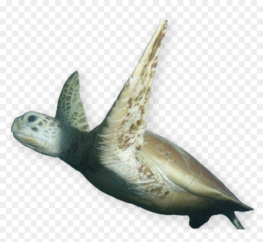 Great Barrier Reef Fish Png, Transparent Png - coral reef png