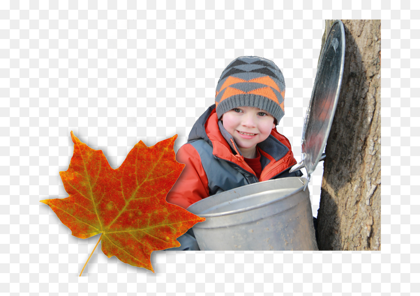 Child, Maple Syrup Buck And Maple Leaf - Sugarbush Maple Syrup Festival, HD Png Download - maple syrup png