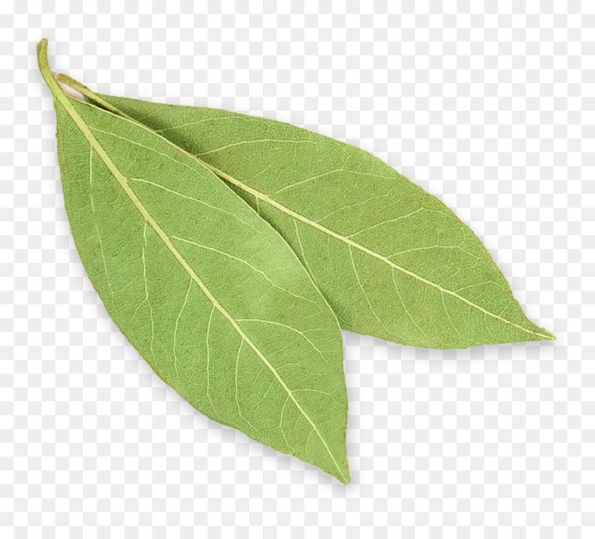 Bay-leaves - Buttonbush, HD Png Download - laurel leaves png