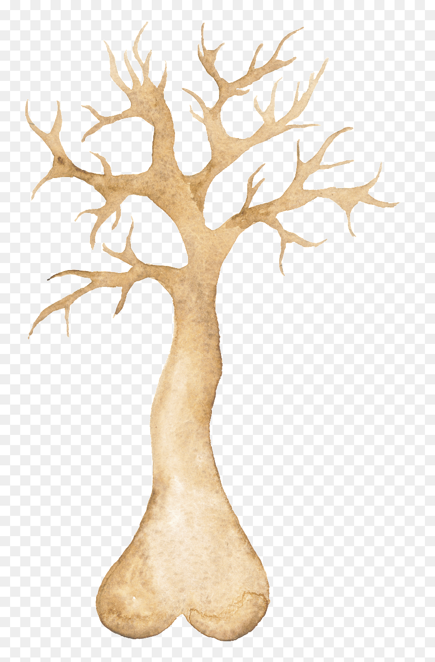 Png Transparente De Arboles Ornamentales - Illustration, Png Download - arboles png