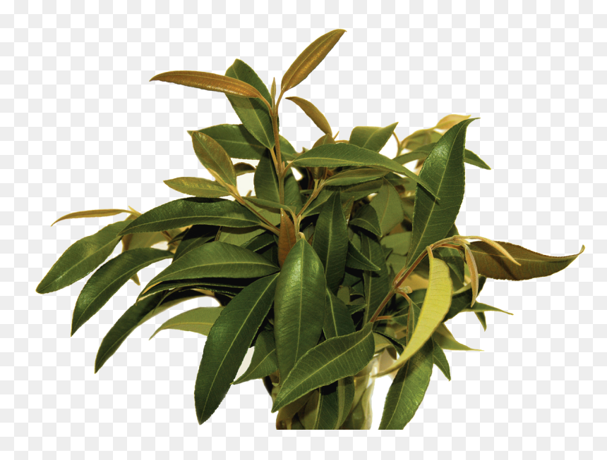 Backhousia Citriodora Leaves, HD Png Download - laurel leaves png