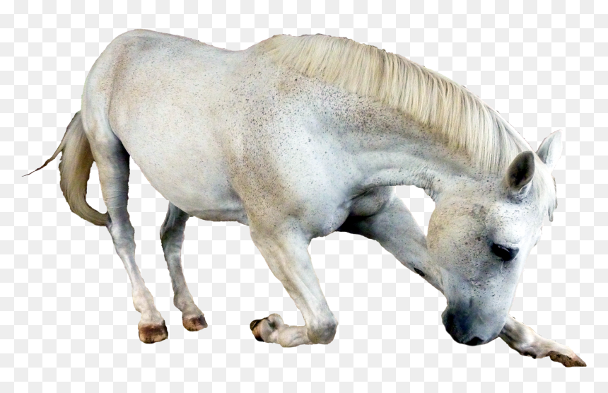 Horse - Free White Horse Png, Transparent Png - mustang horse png