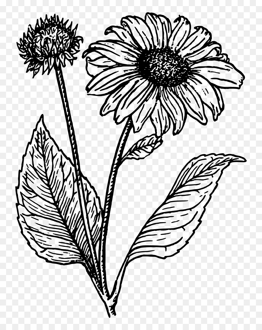 Banner Black And White Black And White Sunflower Clipart - Sunflower Clipart Black And White, HD Png Download - sunflower clipart png