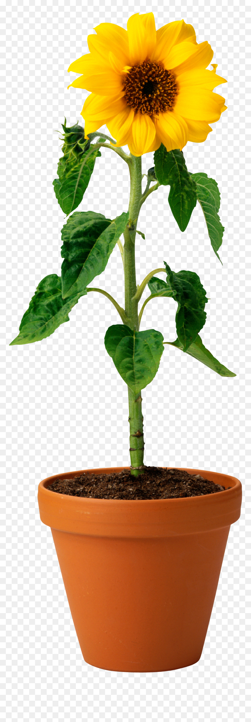 Sun Flower In A Pot, HD Png Download - sunflower clipart png