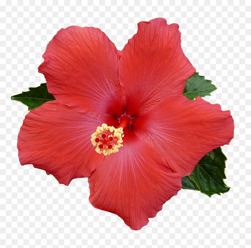 Pin De Gary B - Transparent Background Hibiscus Png, Png Download - hibiscus flower png