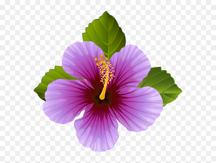 Purple Hibiscus Flower Clipart, HD Png Download - hibiscus flower png