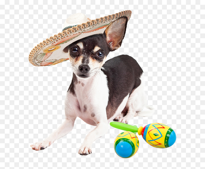 Happy Dog Png Transparent , Png Download - Fun Dog Png Transparent, Png Download - happy dog png