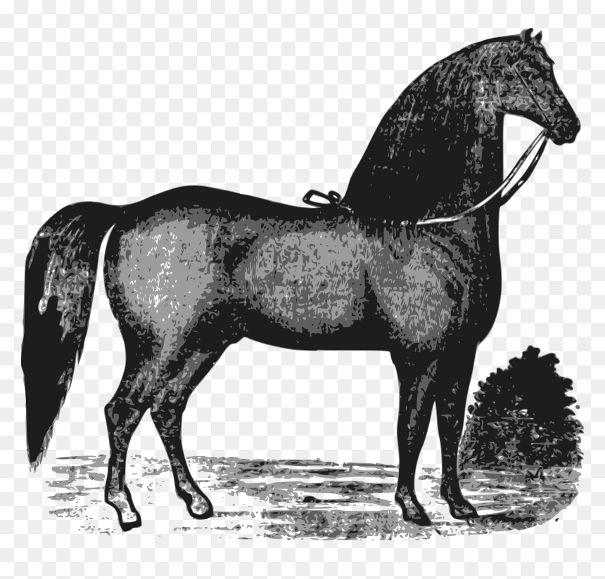 Elegant Horse Clip Arts - Horse, HD Png Download - mustang horse png