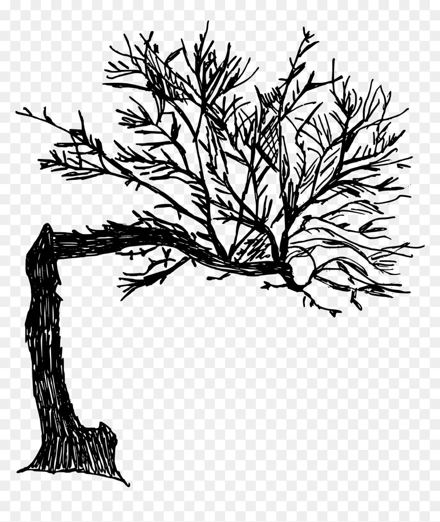 Old Drawn Tree Png, Transparent Png - tree drawing png