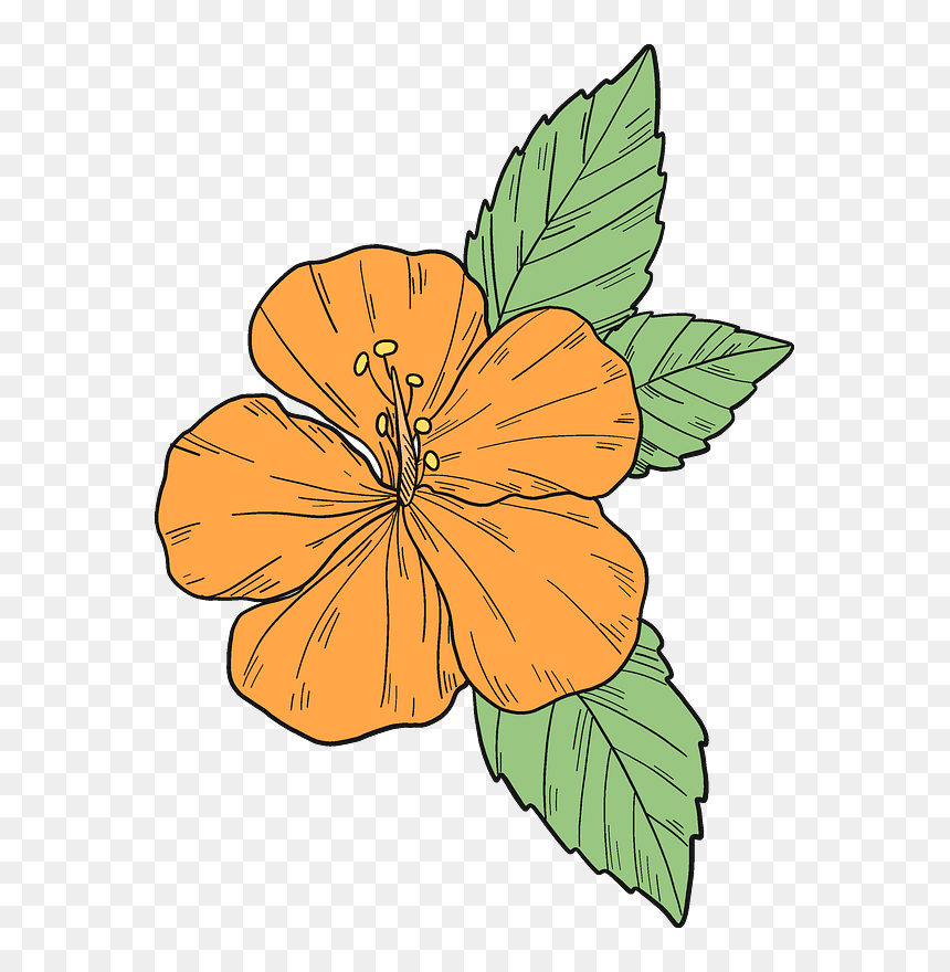 Orange Hibiscus Flower Clipart - Hawaiian Hibiscus, HD Png Download - hibiscus flower png