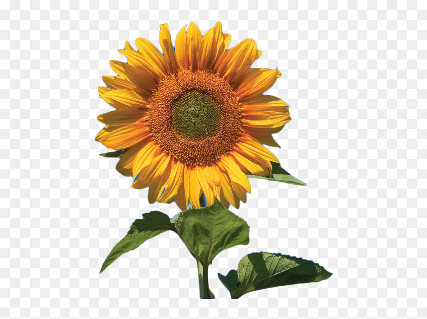 Top 25 Sunflower Png Transparent Images Free - Livro Victor Fernandes, Png Download - sunflower clipart png