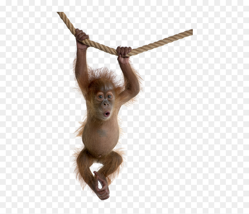 Chimp Drawing Child, Picture - Baby Orangutan Full Body, HD Png Download - baby monkey png