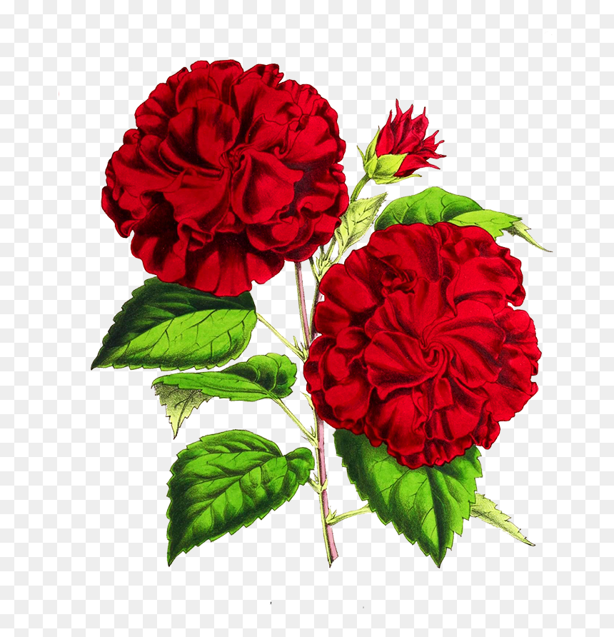 Scrapbooking Hisbiscus Flower - Flower, HD Png Download - hibiscus flower png