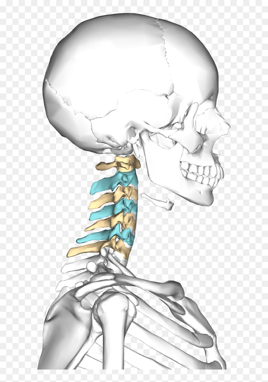 Cervical Vertebrae Lateral3 - Cervical Spine, HD Png Download - neck png