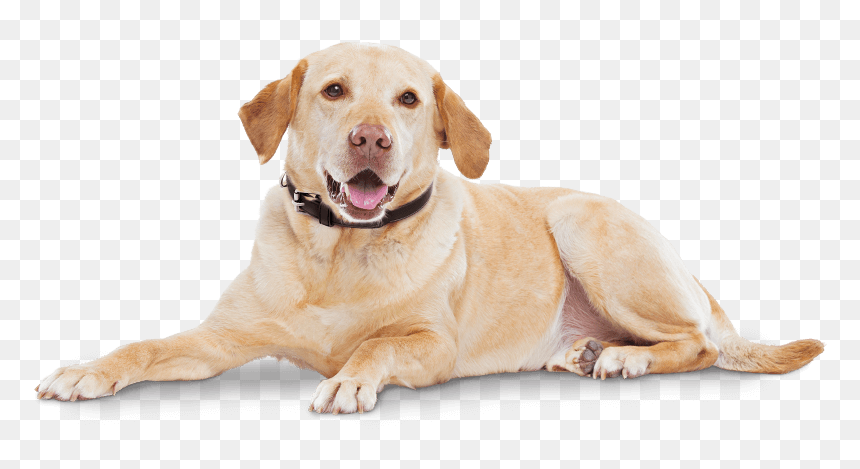 Cytopoint Works With Your Dog’s Own Immune System To - Lokivetmab, HD Png Download - happy dog png