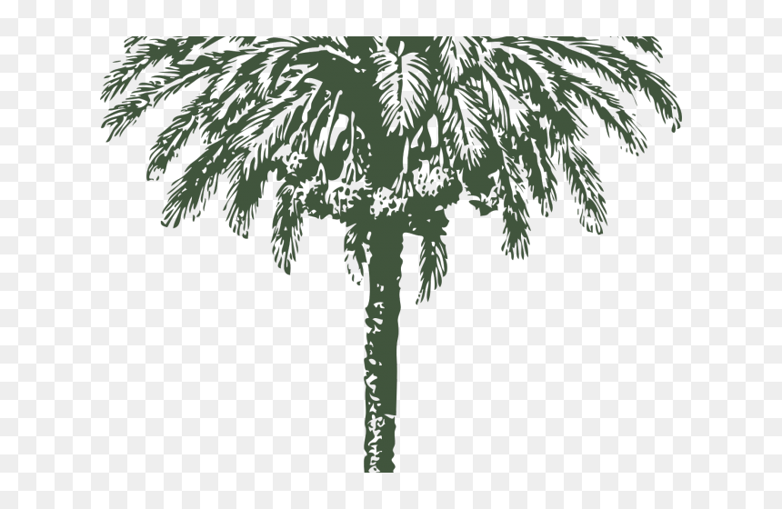 Date Palm Clipart Big - Png Date Palm Drawing, Transparent Png - tree drawing png