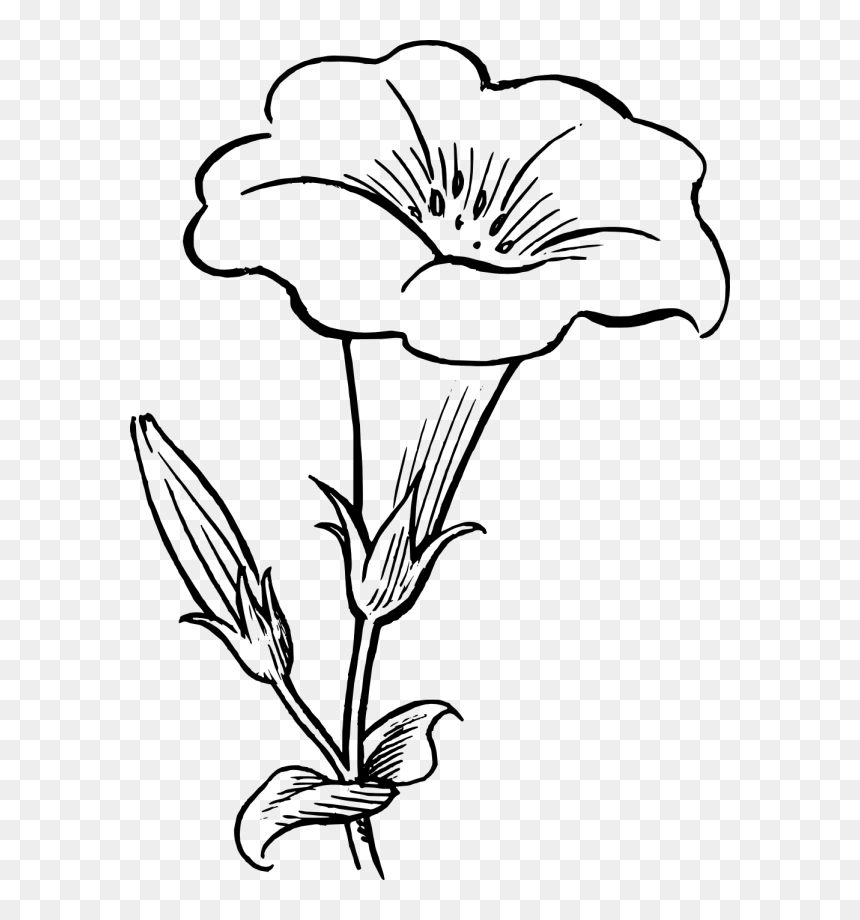 Flower Art Black And White, HD Png Download - border clipart png