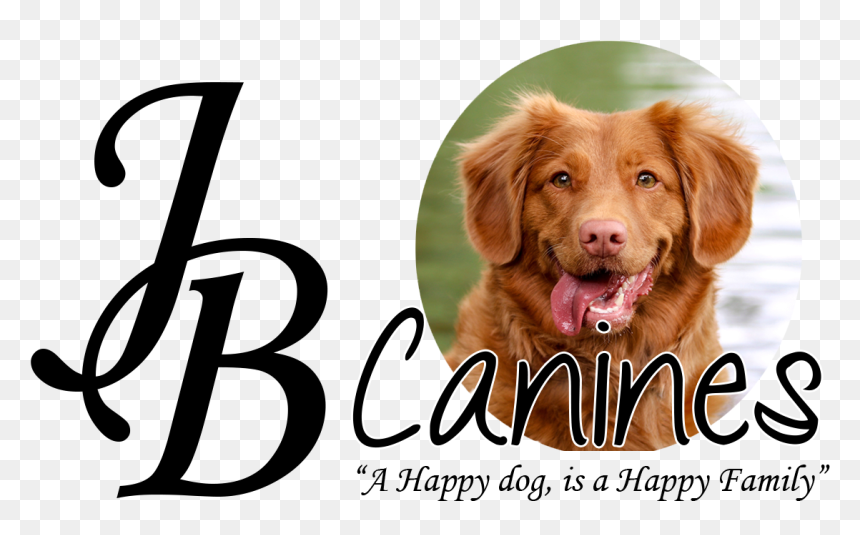 Jb Canines - Rød Golden Retriever, HD Png Download - happy dog png