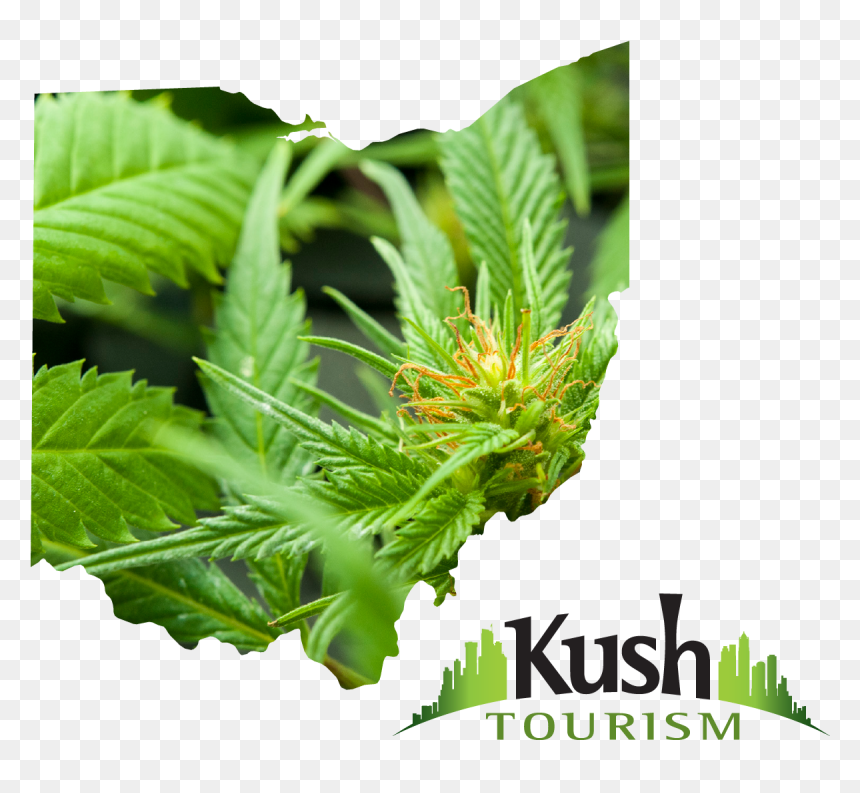 Ohio Joint Travel Regulations Images Ohio Marijuana - Cannabis, HD Png Download - marijuana joint png
