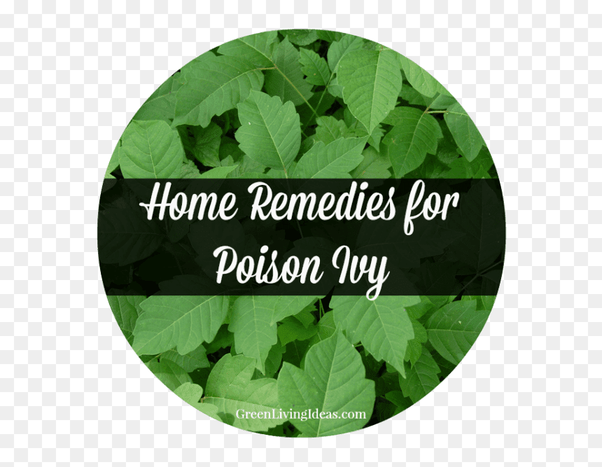 Poison Ivy, HD Png Download - poison ivy png