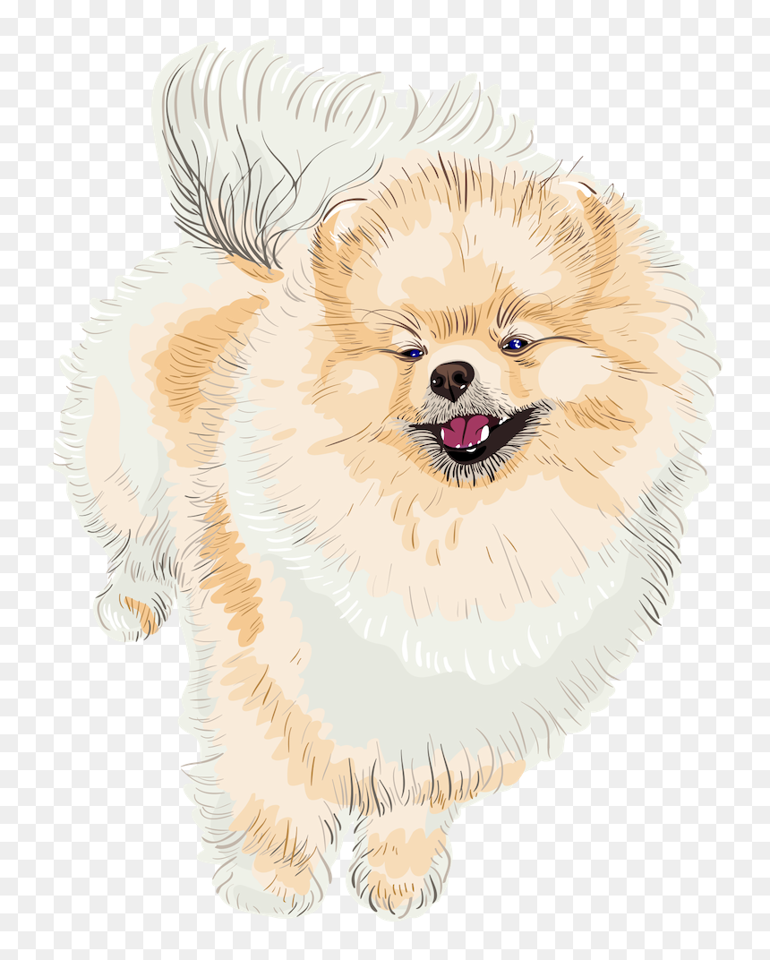 Pomeranian, HD Png Download - happy dog png