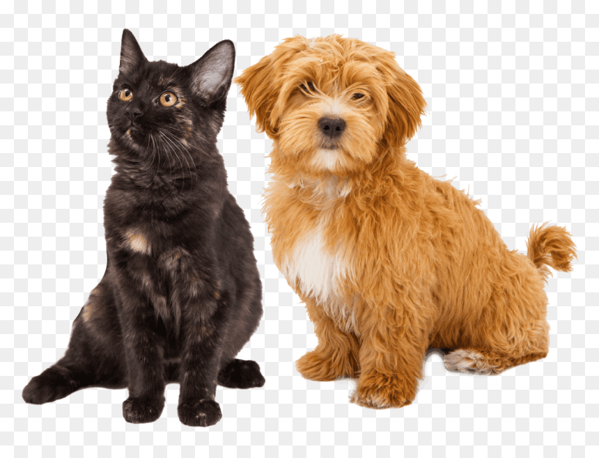 Transparent Dog Transparent Png - Happy St Patrick's Day Dogs, Png Download - happy dog png