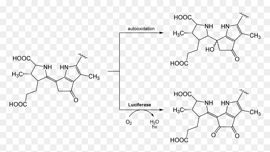 Luciferin Dinoflagellate Reaction - Bioluminescence Chemical Reaction, HD Png Download - reaction png