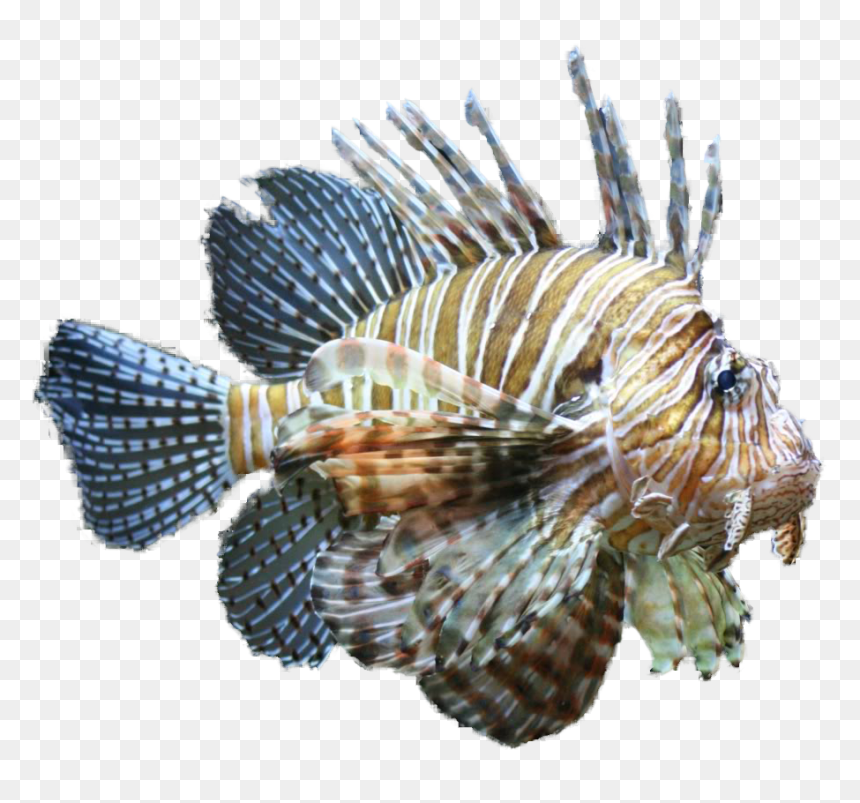 Lionfish Clipart Tropical Fish Clipart - Lionfish Png, Transparent Png - tropical fish png
