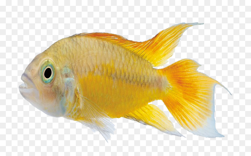 Carassius Auratus Marine Biology Tropical Fish - Goldfish, HD Png Download - tropical fish png