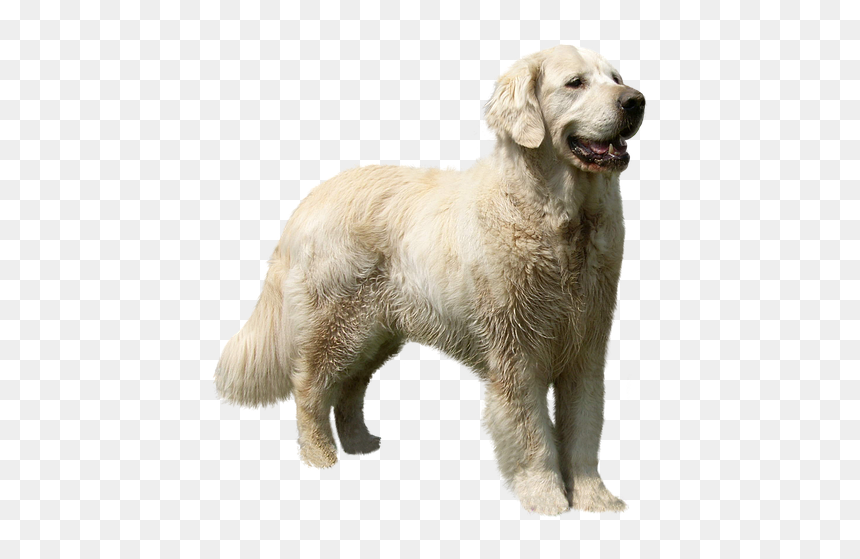 Slovak Cuvac, HD Png Download - sad dog png