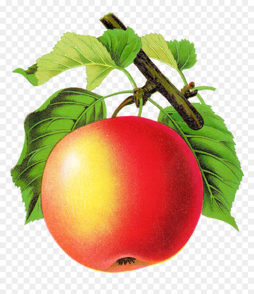 Apple Vintage Png, Transparent Png - apple .png