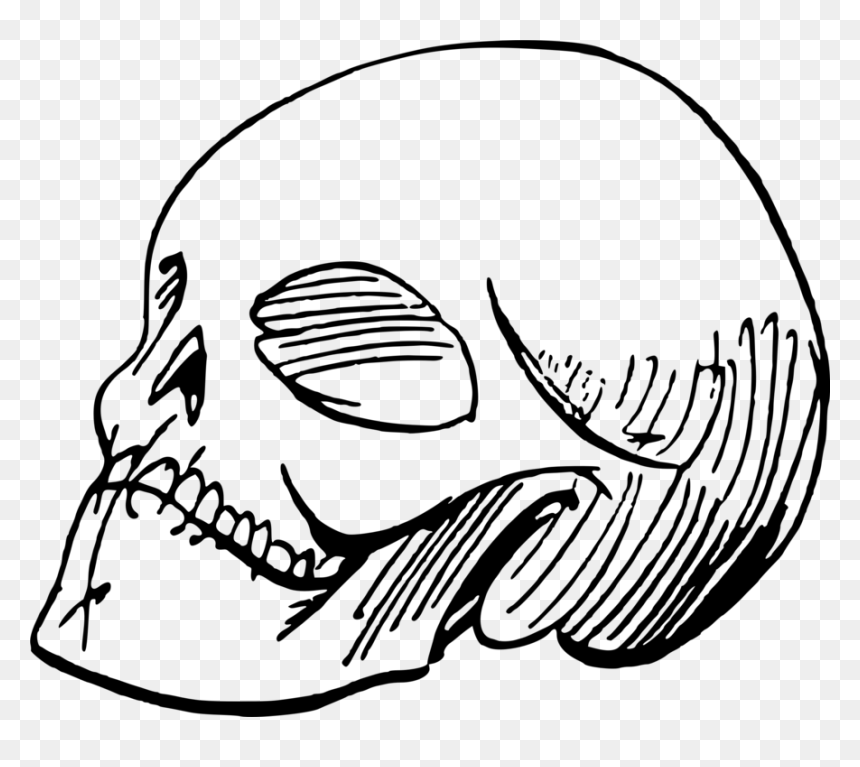 Drawing Line Art Skull Painting Cartoon - Clip Art, HD Png Download - cartoon skull png