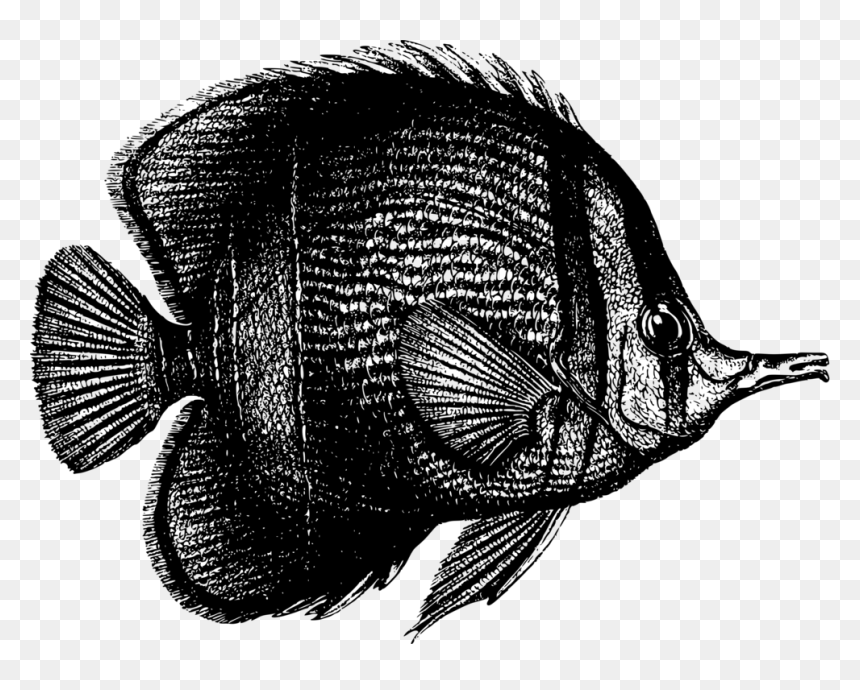 Tropical Fish Coral Reef Fish Deep Sea Fish Marine - Fish And Coral Black And White, HD Png Download - tropical fish png