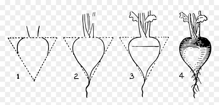 4 Steps Clip Arts - Draw Radish Step By Step, HD Png Download - steps png