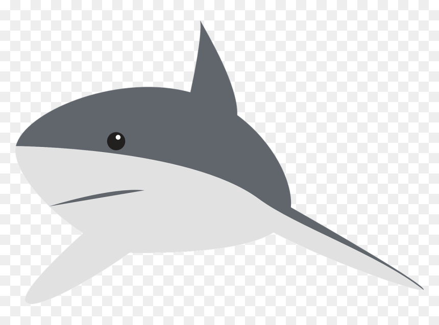 Gray Reef Shark Clipart, HD Png Download - shark fin png