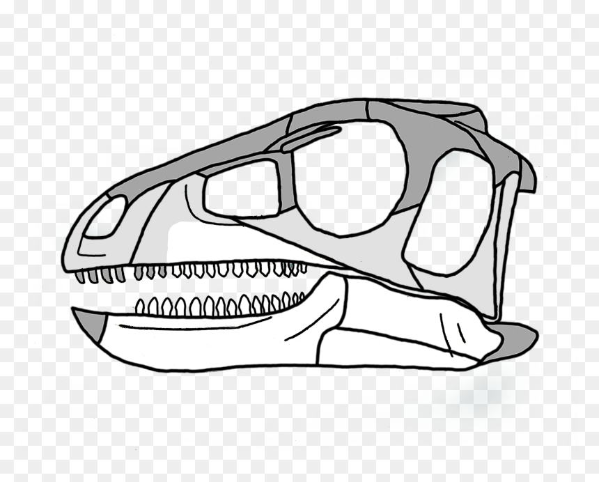 Pisanosaurus Skull - Pisanosaurus, HD Png Download - cartoon skull png