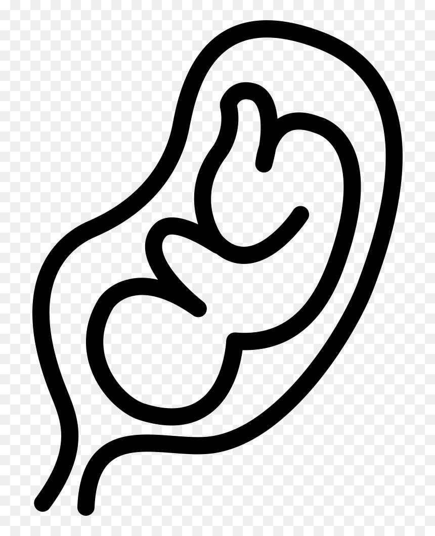 Fetus In An Uterus - Silueta De Un Feto, HD Png Download - fetus png