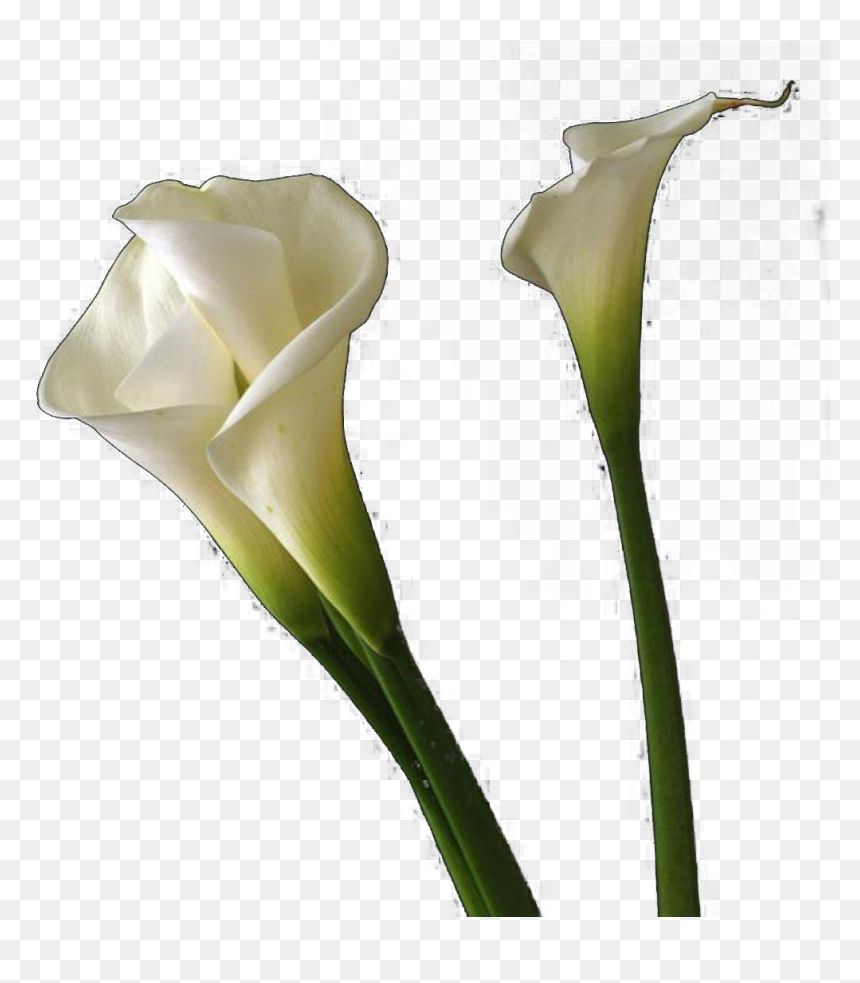 Calla Lilies Flowers Png Free Background - Calla Lily, Transparent Png - lily flower png
