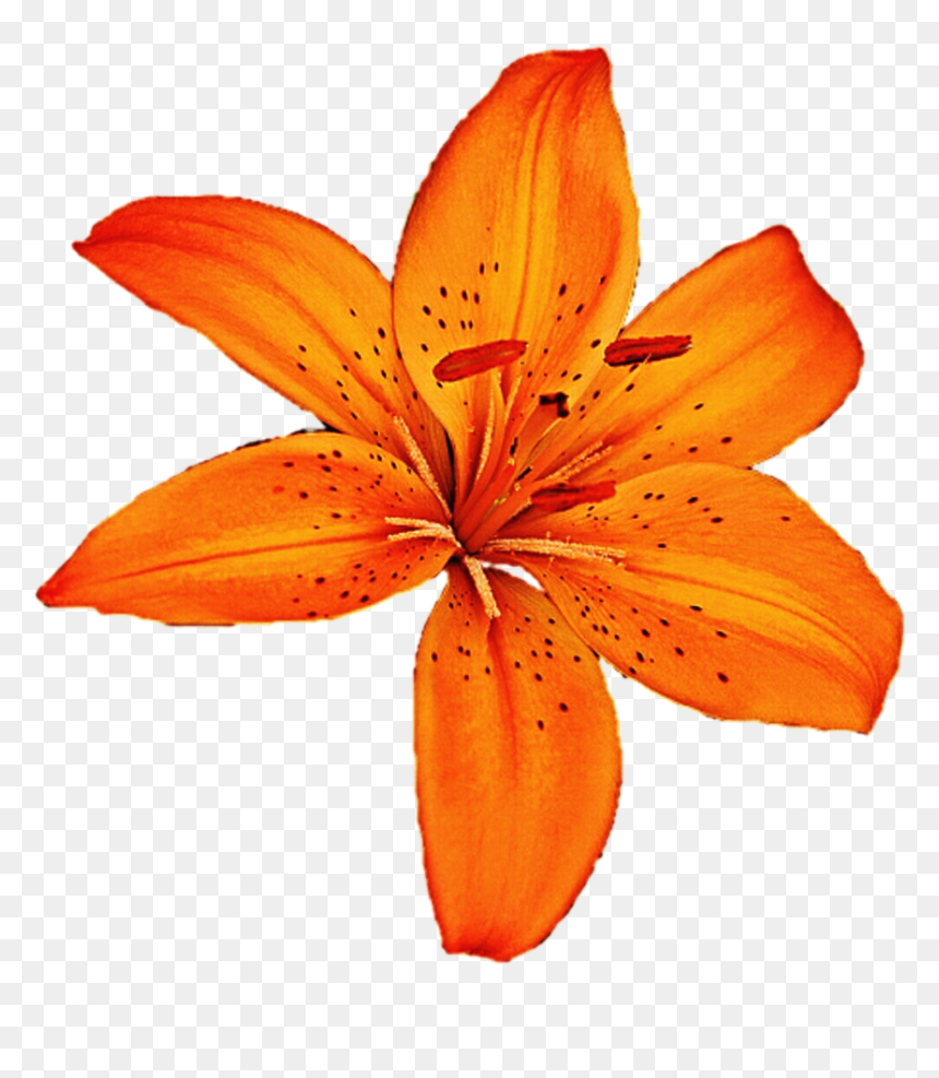 Lily Clipart Tiger Lily, HD Png Download - lily flower png