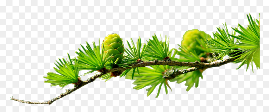 Transparent Pine Branch Png - Hz Ali Sözleri Gonul Ile Ilgili, Png Download - pine branch png