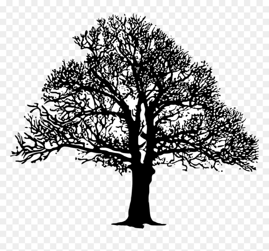 Plant,leaf,monochrome Photography - Oak Tree Silhouette, HD Png Download - oak tree silhouette png
