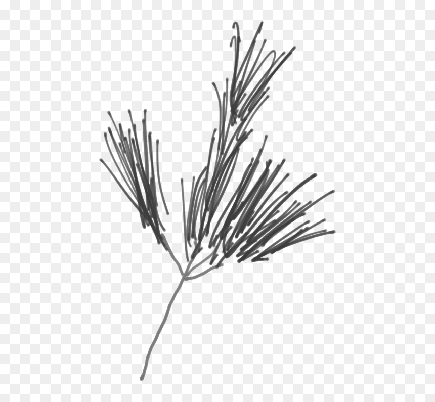 Sketch Of A White Pine Branch - Western Yellow Pine, HD Png Download - pine branch png