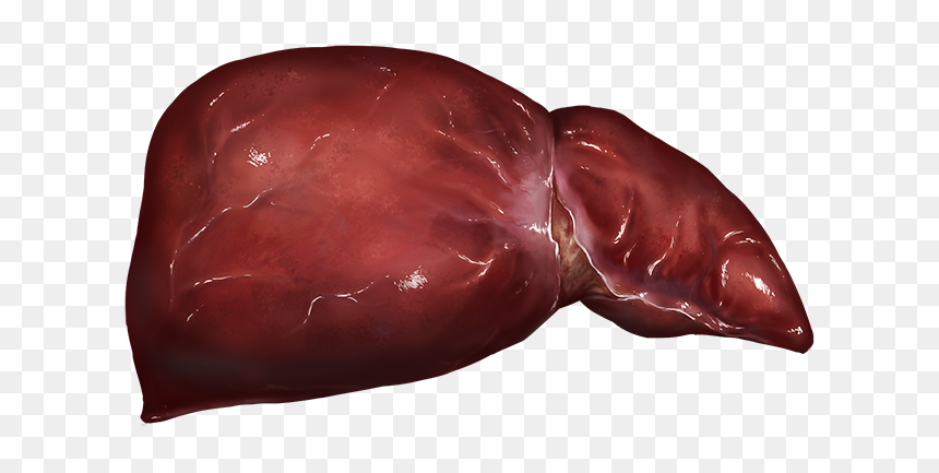 Liver - Chocolate, HD Png Download - liver png