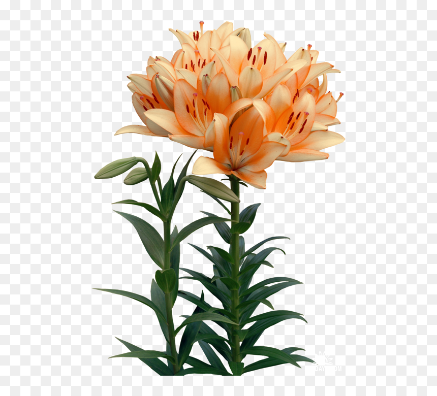 Lilies Flower Clip Art - Садовые Цветы Пнг, HD Png Download - lily flower png