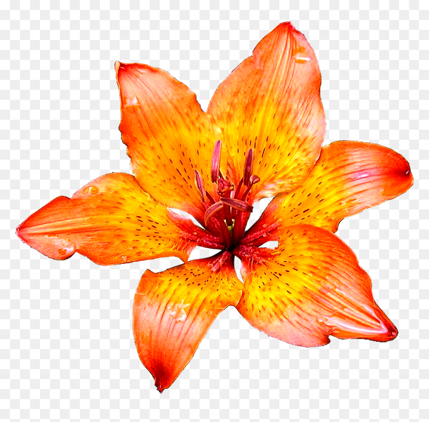 Lily Flower Png Images Transparent Images Free Download - Lily, Png Download - lily flower png